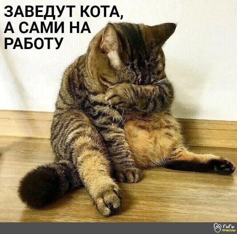 ЗАВЕДУТ КОТА А САМИ НА РАБОТУ