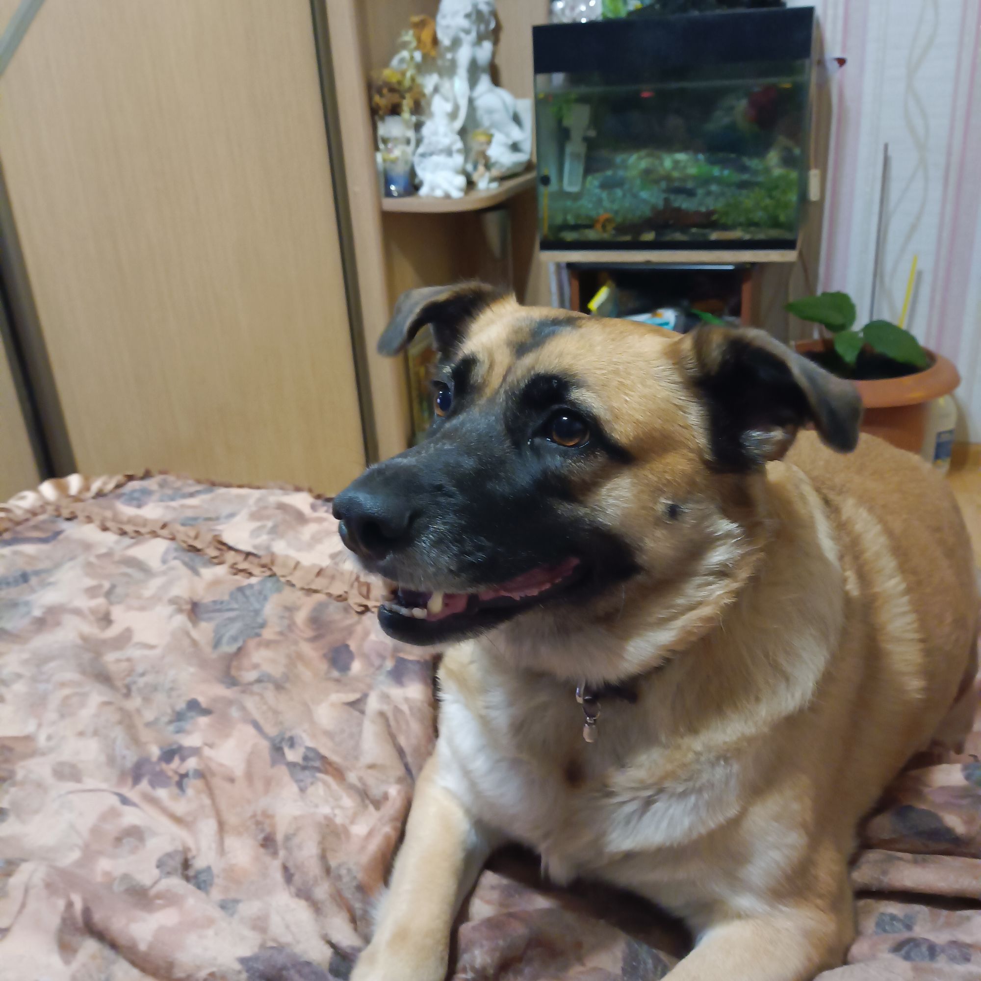 Большая коричневая собака лежит на кровати в комнате