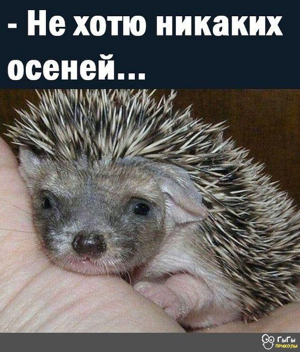 Не хотю никаких