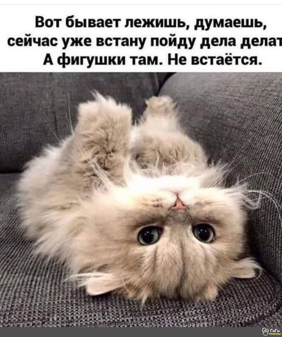 Вот бывает лежишь думаешь сейчас уже встану пойду дела дела А фигушки там Не встаётся
