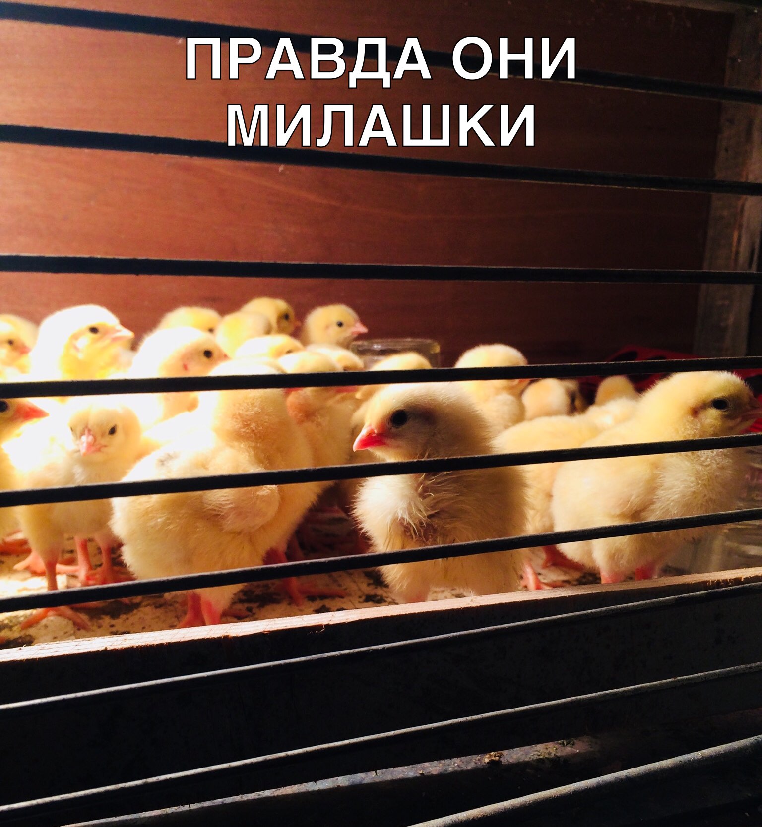 ПРАВДА ОНИ МИЛАШКИ