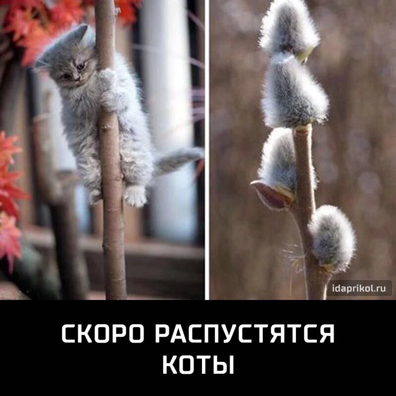 А іЦаргіКпгц СКОРО РАСПУСТЯТСЯ КОТЫ