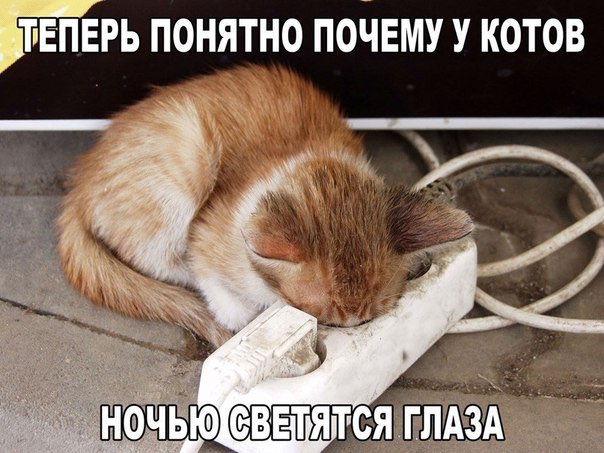 ТЕПЕРЬ ПОНЯТНО ПОЧЕМУ У КОТОВ НОЧЬЮ СВЕТЯТСЯ