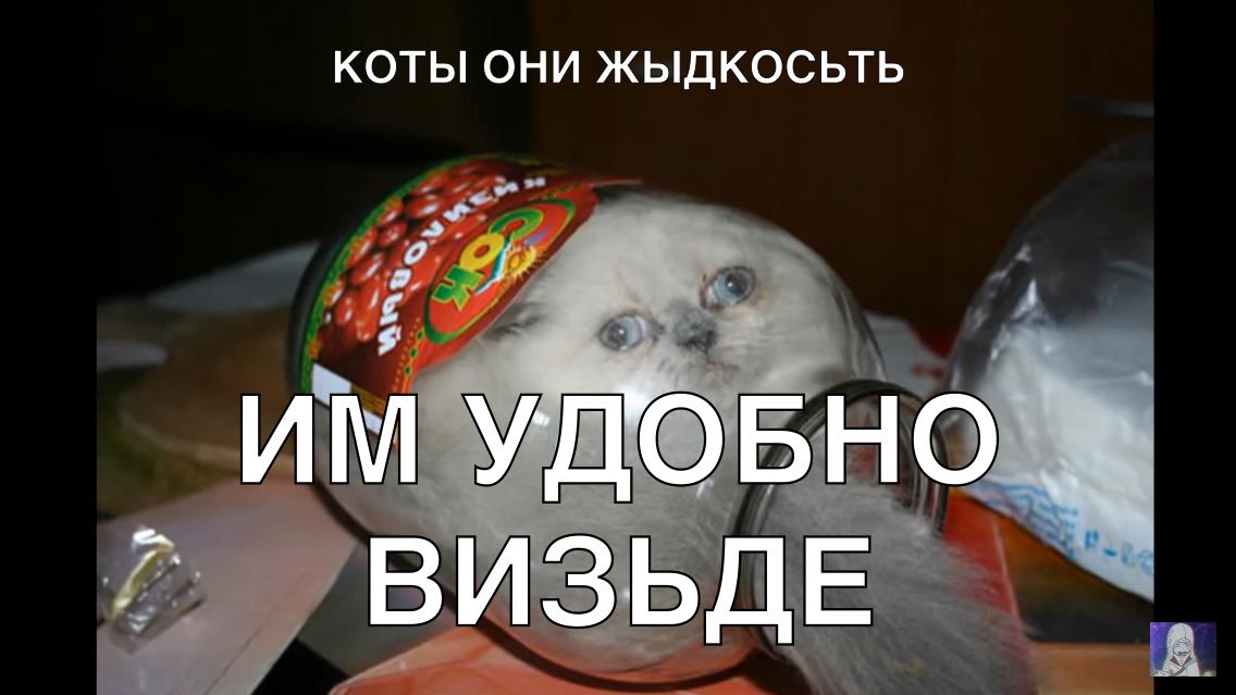 КОТЫ ОНИ ЖЫДКОСЬТЬ