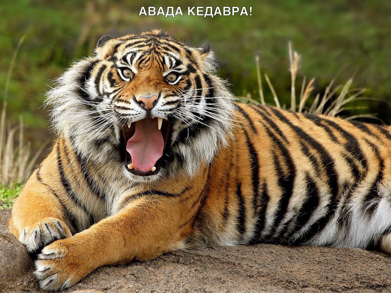 А КЕДАВРА Ад АВ