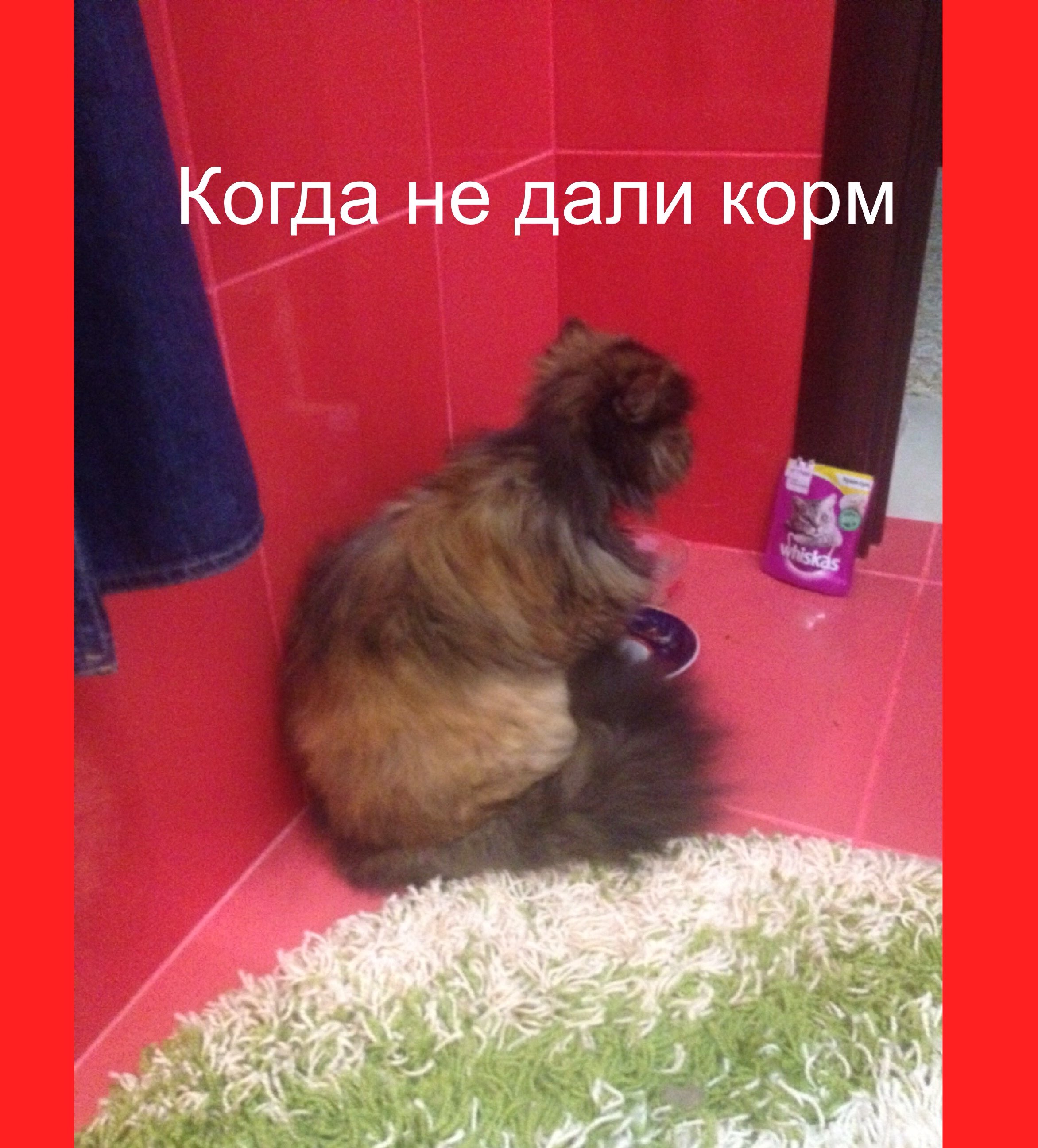 дали корм _а Ко гдане