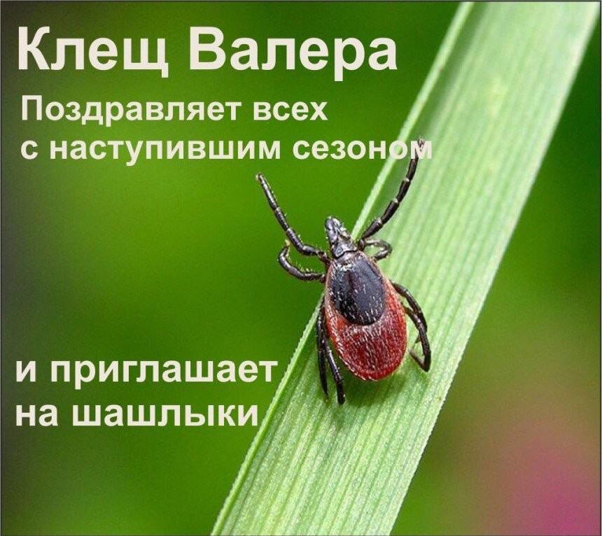 Клещ Валера Поздравляет всех с наступившим сезон _ и приглашает на шашлыки