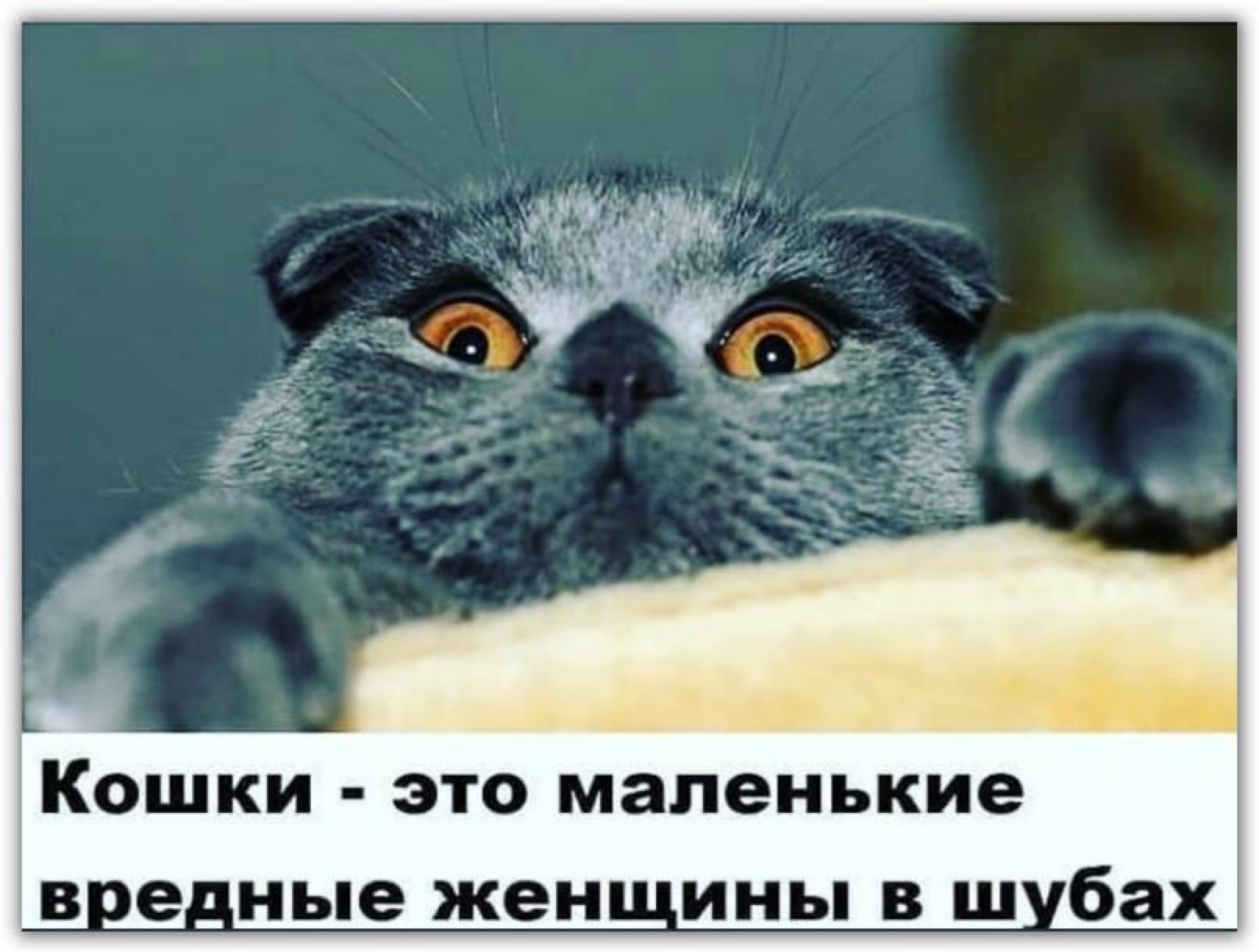 Кошки это маленькие веденые женщины в шубах