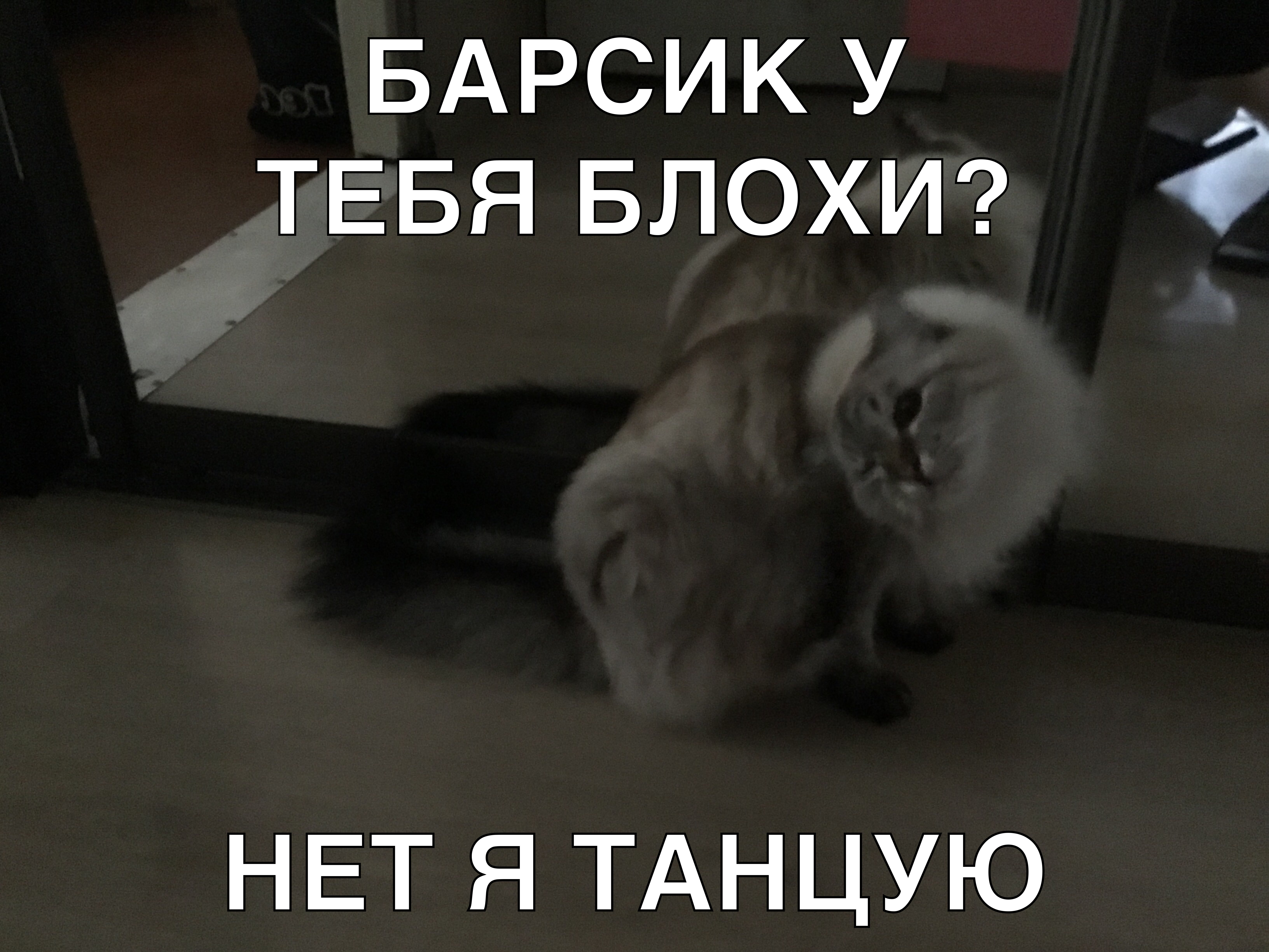 БАРСИК У ТЕБЯ БЛОХИ 3 НЕТ Я ТАН ЦУ