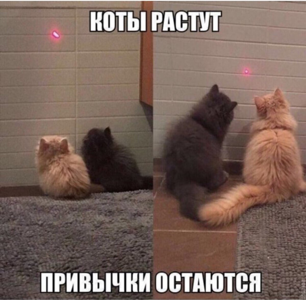 НПТЫ РАВПП пгивычниостдютен
