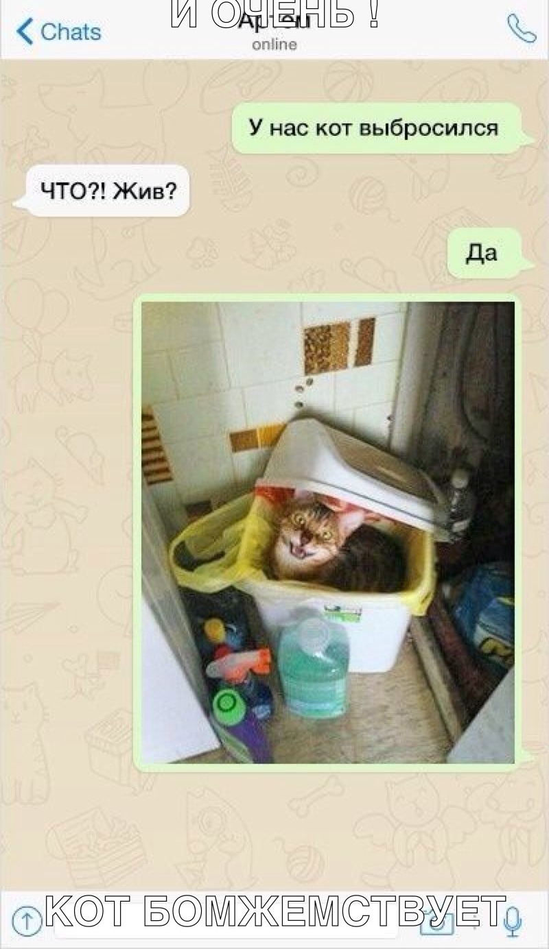 опёіпг Опатз У нас кот выбросился ЧТО Жив т ЁЖ ёёё