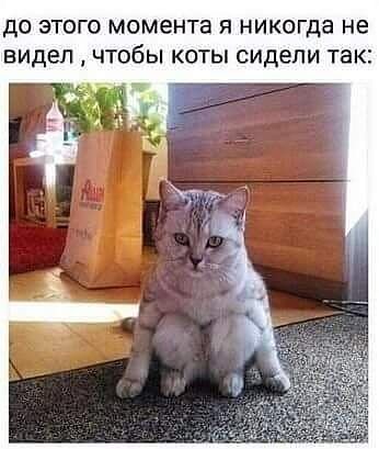 ДО ЭТОГО МОМЕНТЗ Я НИКОГДЭ не видел ЧТОбЫ КОТЫ сидели ТЭК