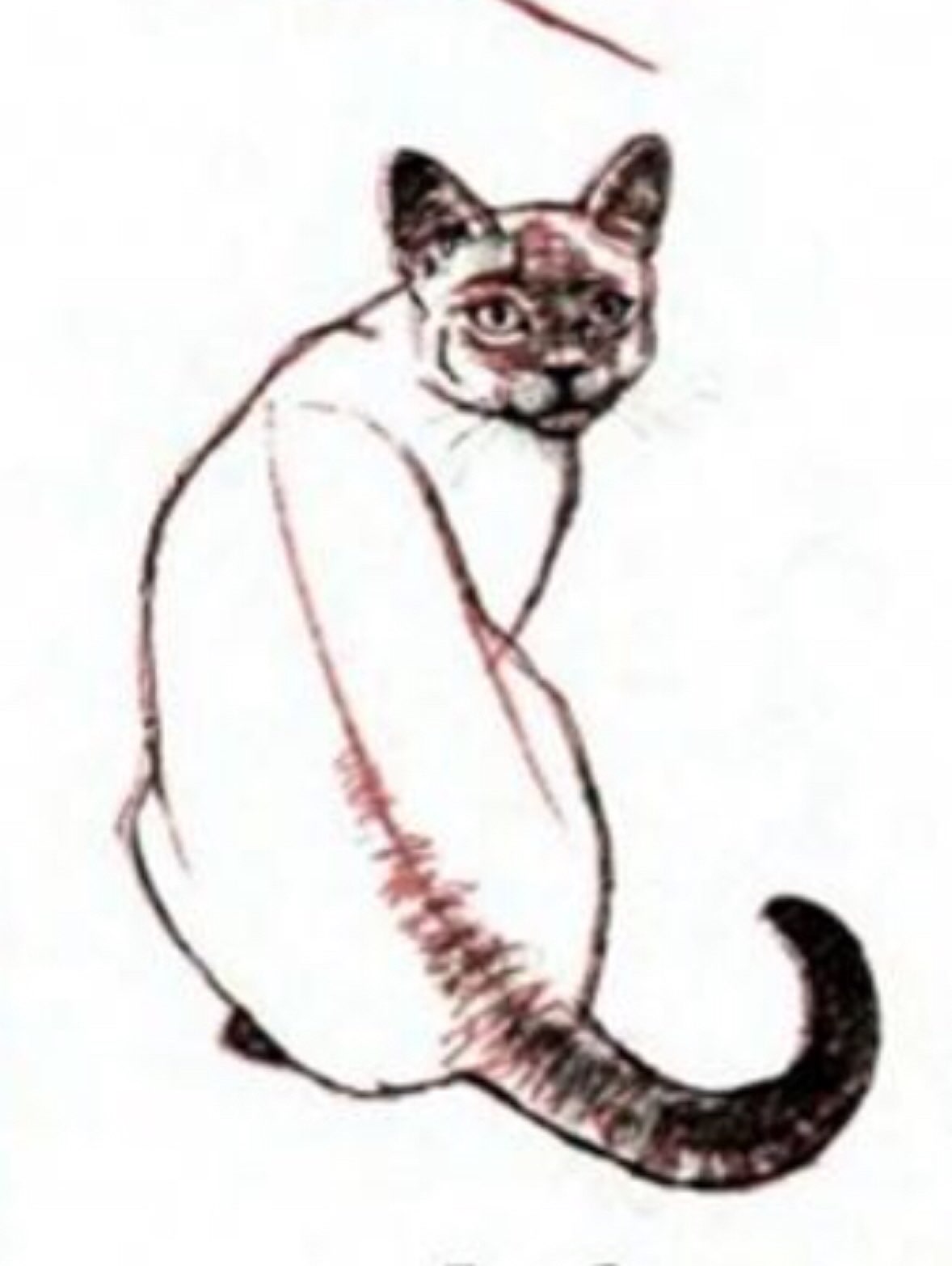 Нарисовать поэтапно сиамского котенка
