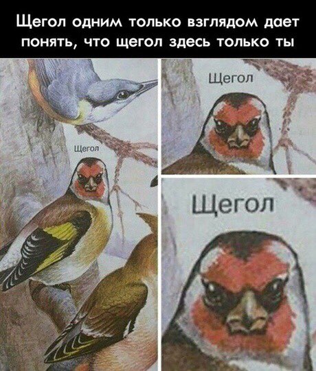 Щегол ОДНИМ ТОЛЬКО ВЗГЛЯДОМ дает ПОНЯТЬ ЧТО щегоп здесь ТОЛЬКО ТЫ