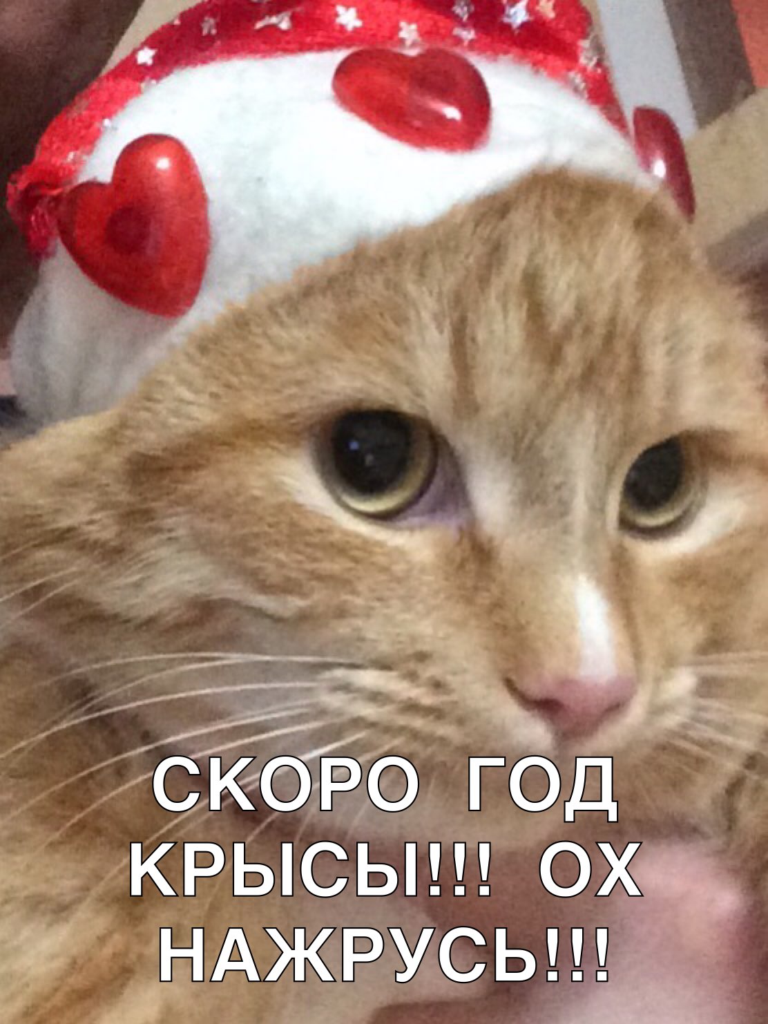 ___ кБо ГОД крысы ох НАЖРУСЬ _