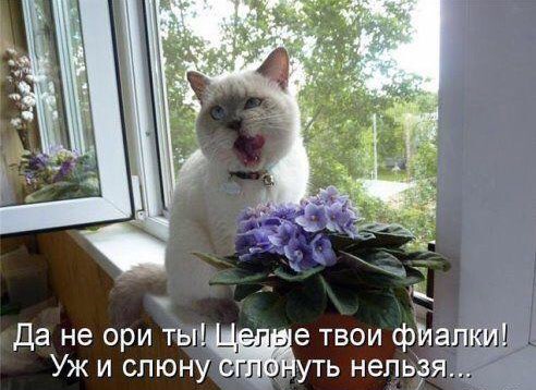 к да не ори ты4 е твои фигли Уж и слюну _ уть нельзя