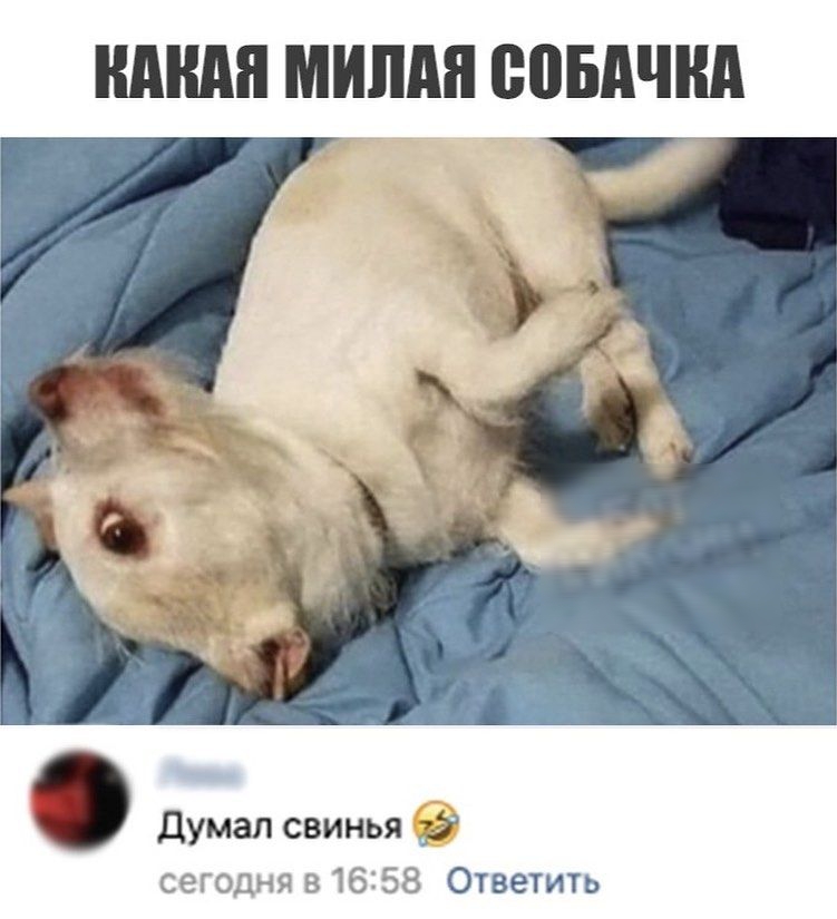 Думал свинья сегодня 816258 Ответить