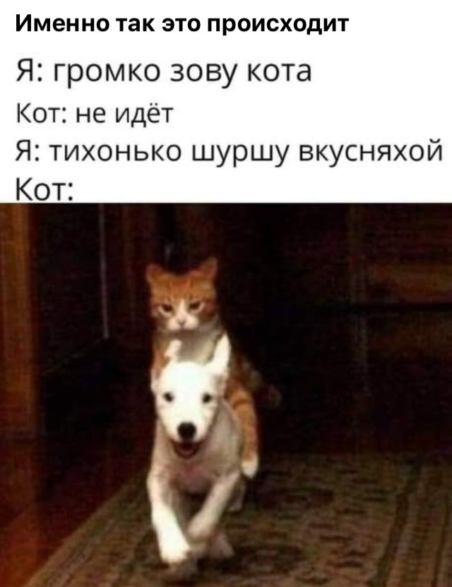Именно ТЗК ЭТО ПРОИСХОДИТ Я громко зову кота Кот не идёт Я тихонько шуршу вкусняхой Кот