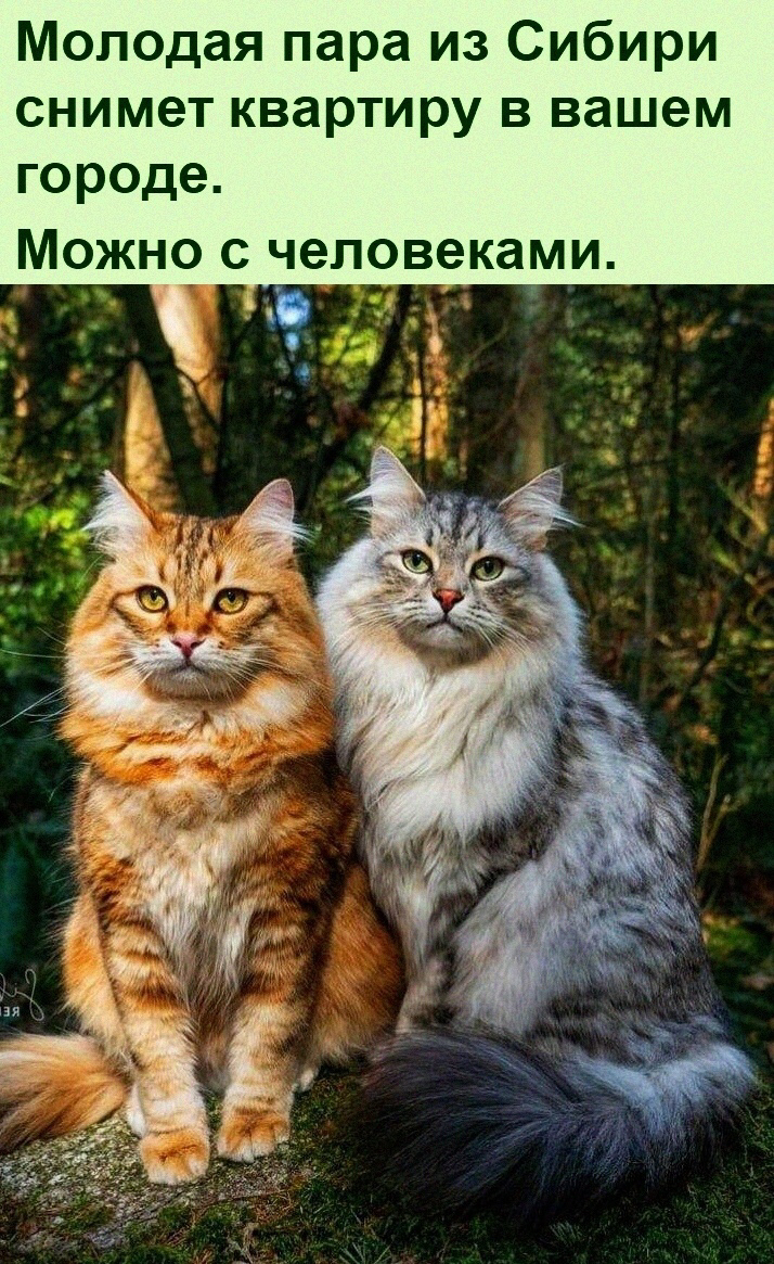 Молодая пара из Сибири снимет квартиру в вашем городе Можно с человеками 1