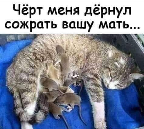 Чёрт меня дёрнул сожрать вашу мать Ё