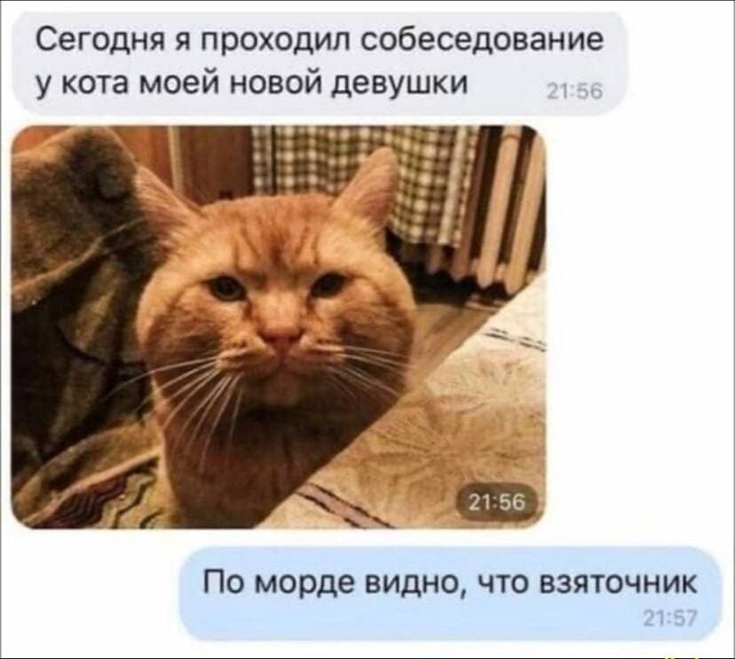 Сегодня я проходил собеседование у кота моей новой девушки По морде видно что взяточник