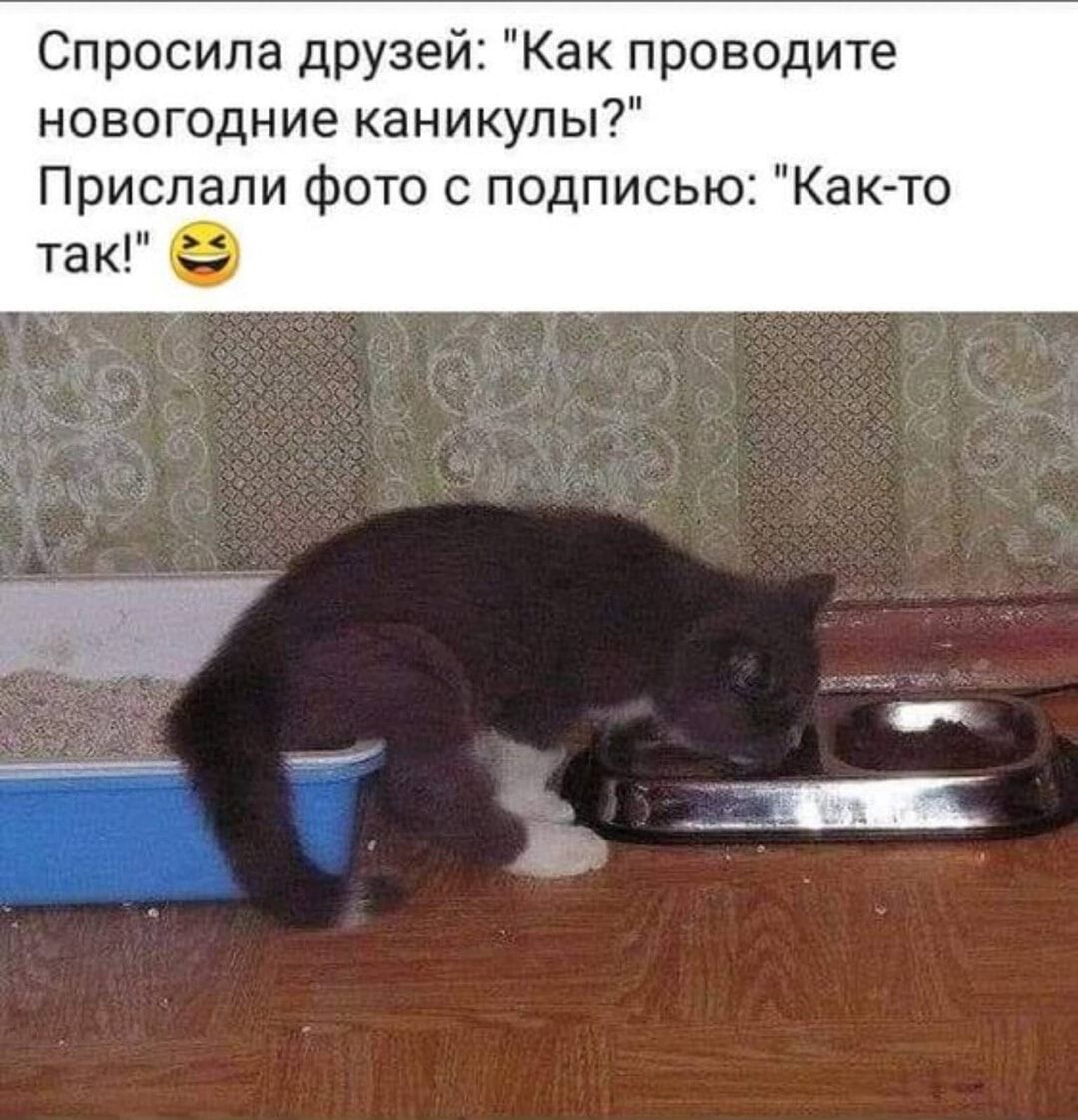 Спросила друзей Как проводите новогодние каникулы Прислали фото с подписью Как то так