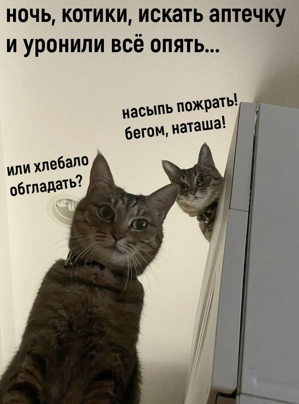 ночь котики искать аптечку и уронили всё опять насыпь 931Ь бегом наташа