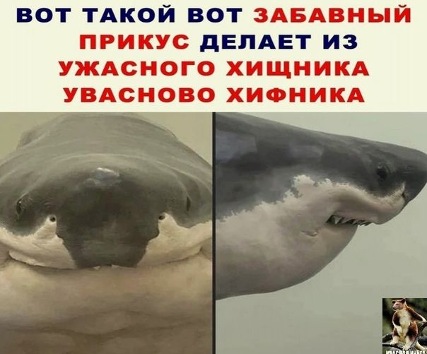 вот ТАкой вот ЗАБАВНЫЙ прикус дЕПАЕТ из уждсного хищникд увдсново хионикд