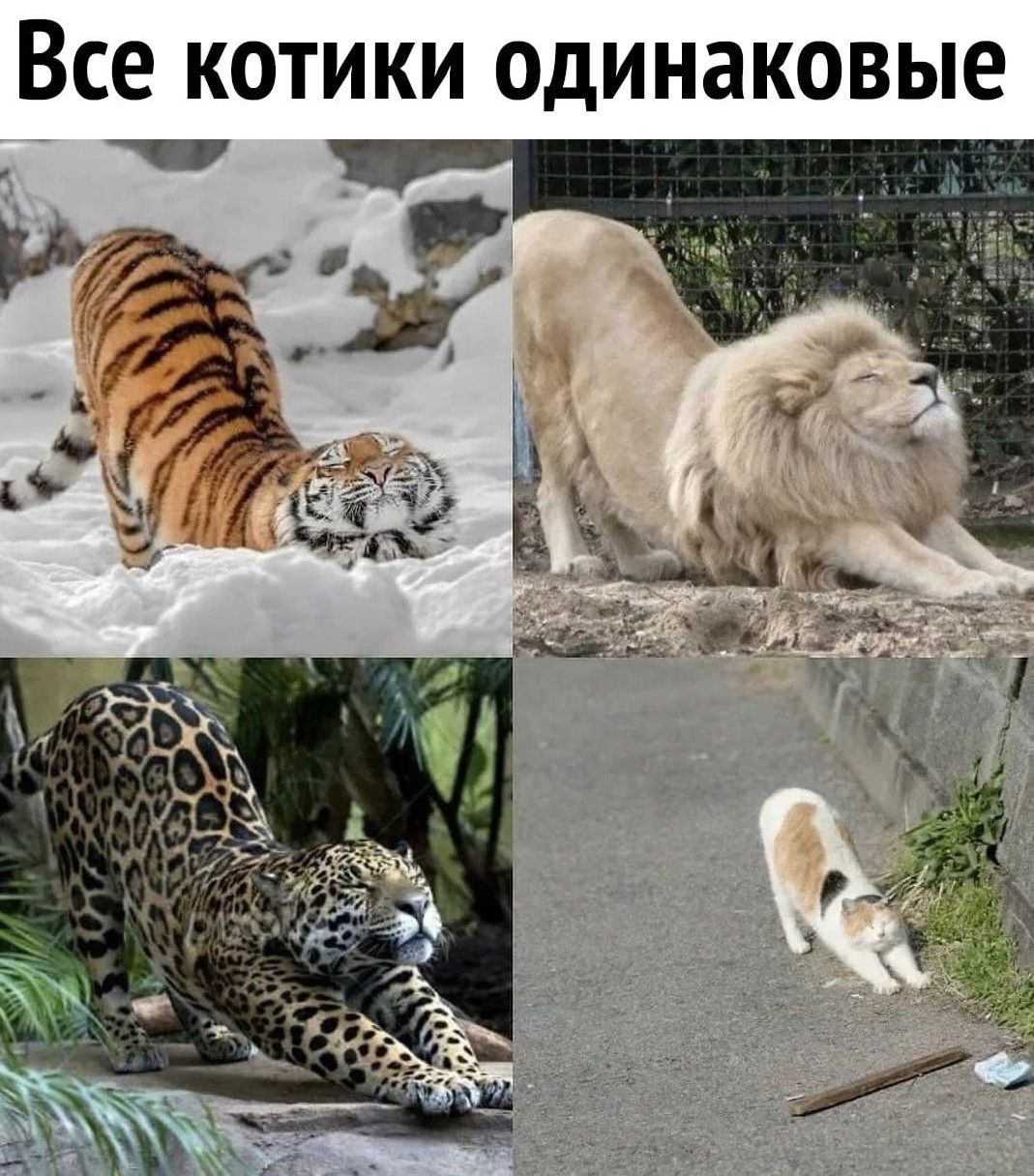 Все котики одинаковые