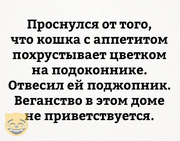 Проснулся от того что кошка с аппетитом похрустывает цветком на подоконнике Отвесил ей поджопник Веганство в этом доме А дне приветствуется
