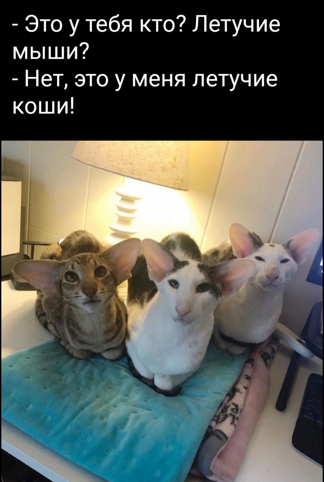 Это у тебя кто Летучие мыши НЭТ ЭТО У меня ЛЭТУЧИЭ КОШИ