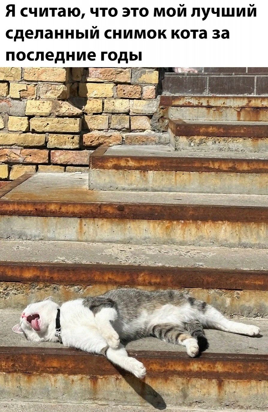 Я считаю, что это мой лучший сделанный снимок кота за последние годы