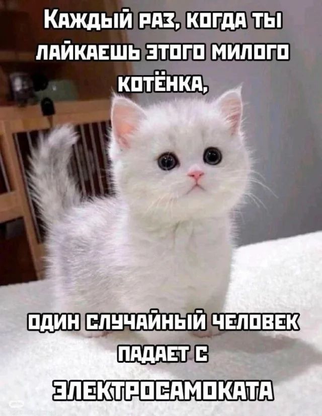 Каждый раз, когда ты лайкаешь этого милого котенка, один случайный человек падает с электросамоката