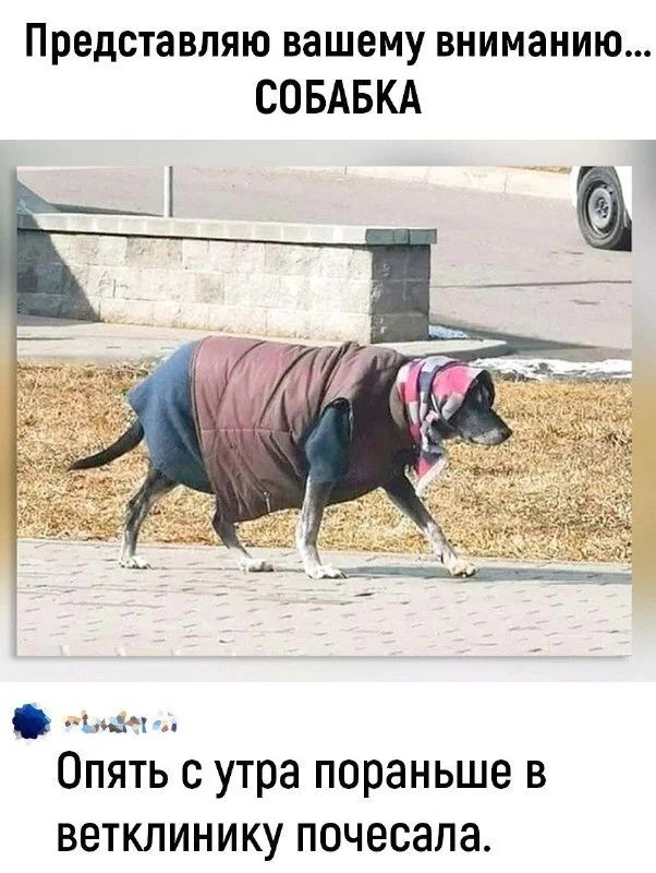 Представляю вашему вниманию... СОБАКА
Опять с утра пораньше в ветклинику почесала.