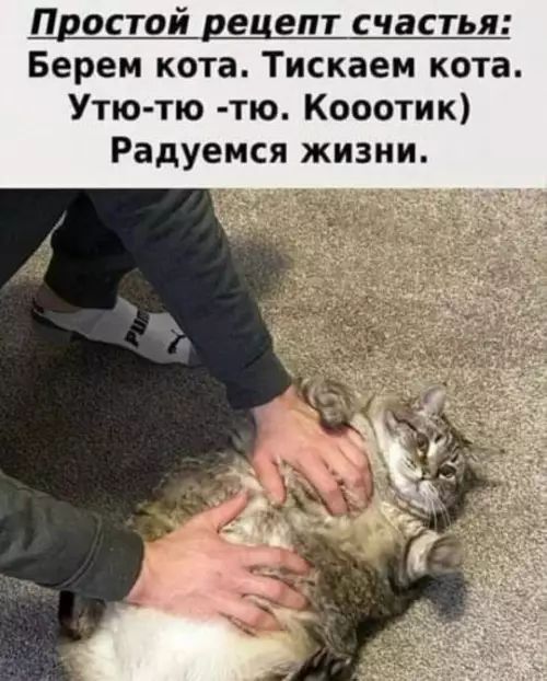 Простой рецепт счастья: Берем кота. Тискаем кота. Ути-тю -тю. Кооитик) Радуемся жизни.