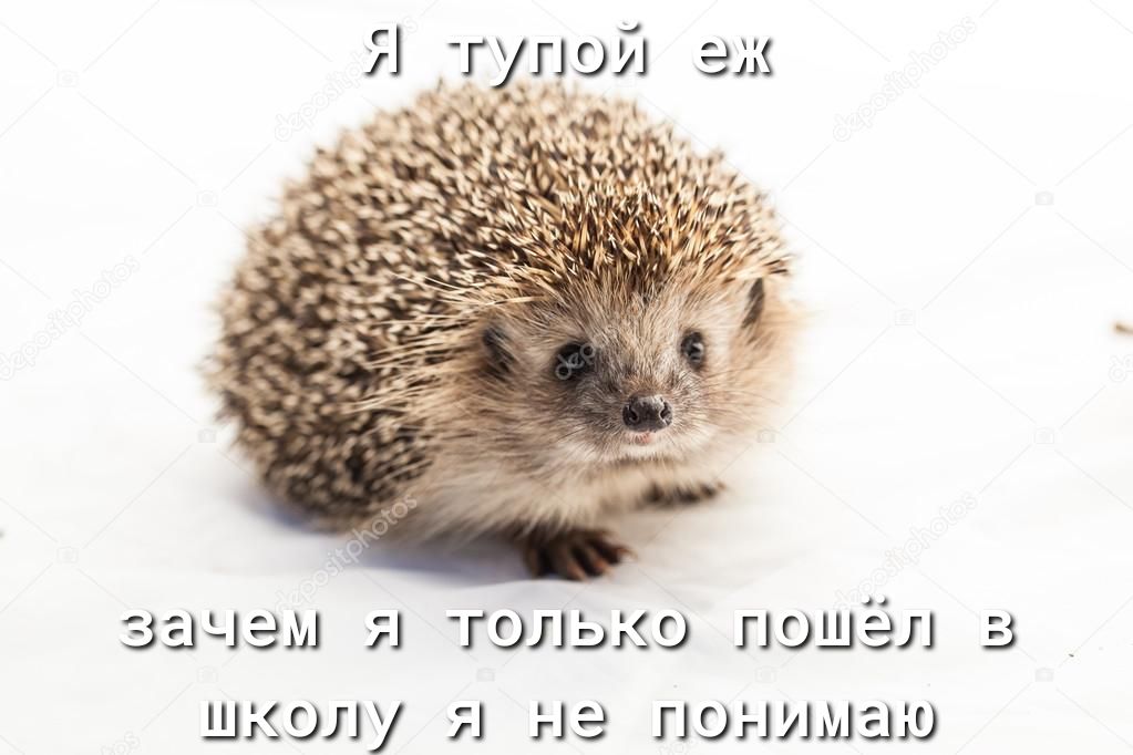 зачем и школ у только пошёл я не понимаю