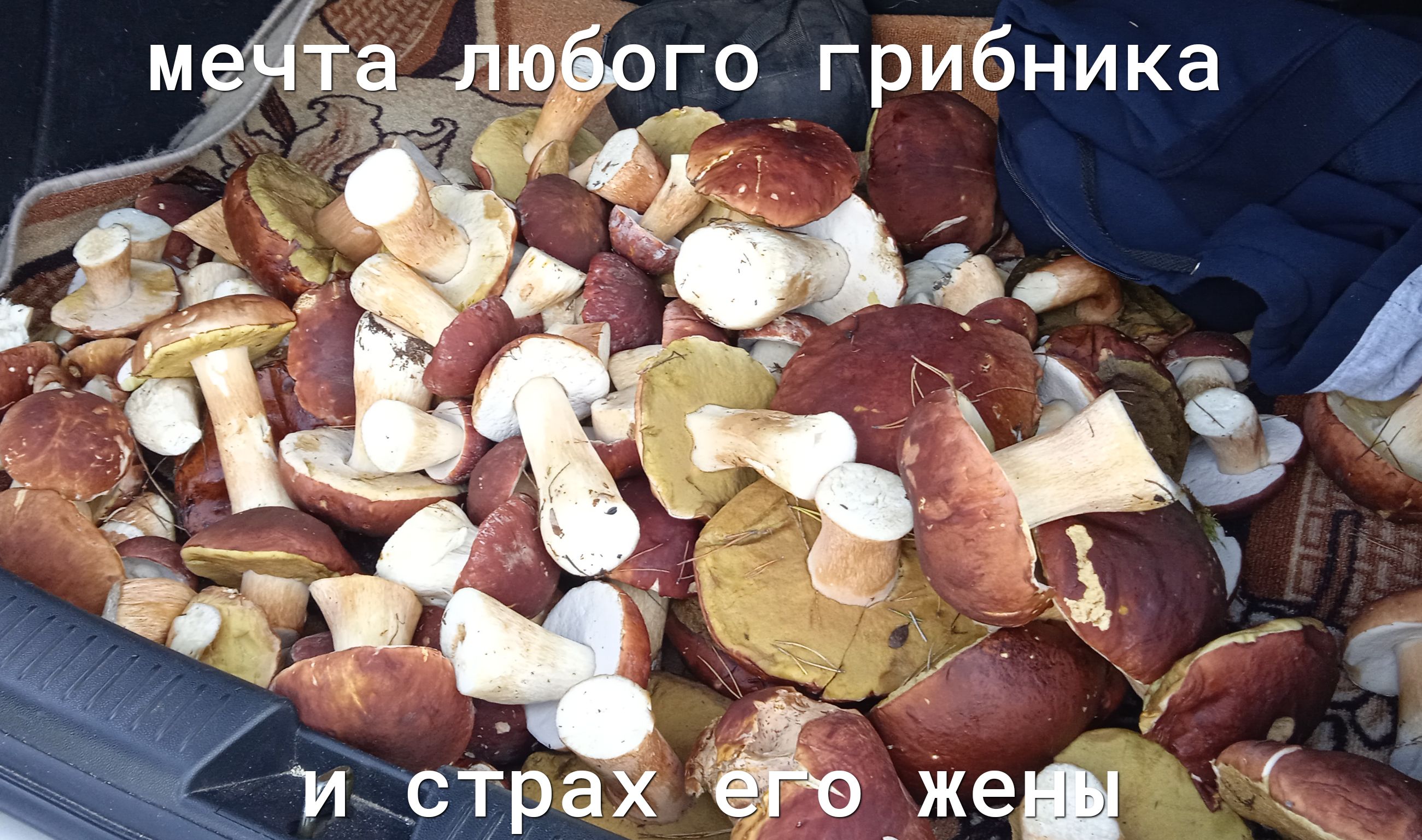 : ы адг бого грибника