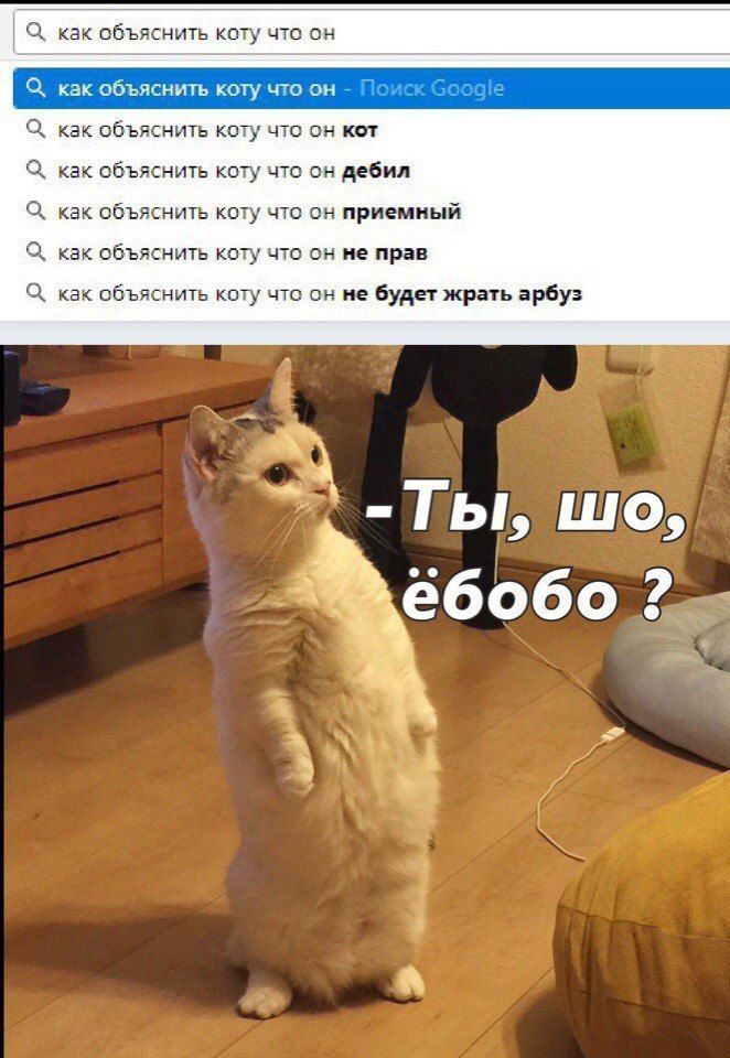 Ц как объяснить кпту что он как объяснить коту что он 7 Пс 603 Ц как объяснить шту что он игл как объяснить коту что он дебил как объяснить кглу что он приемный Ч как объяснить коту что он не при Ч как объяснить коту что он не будет жрать арбуз