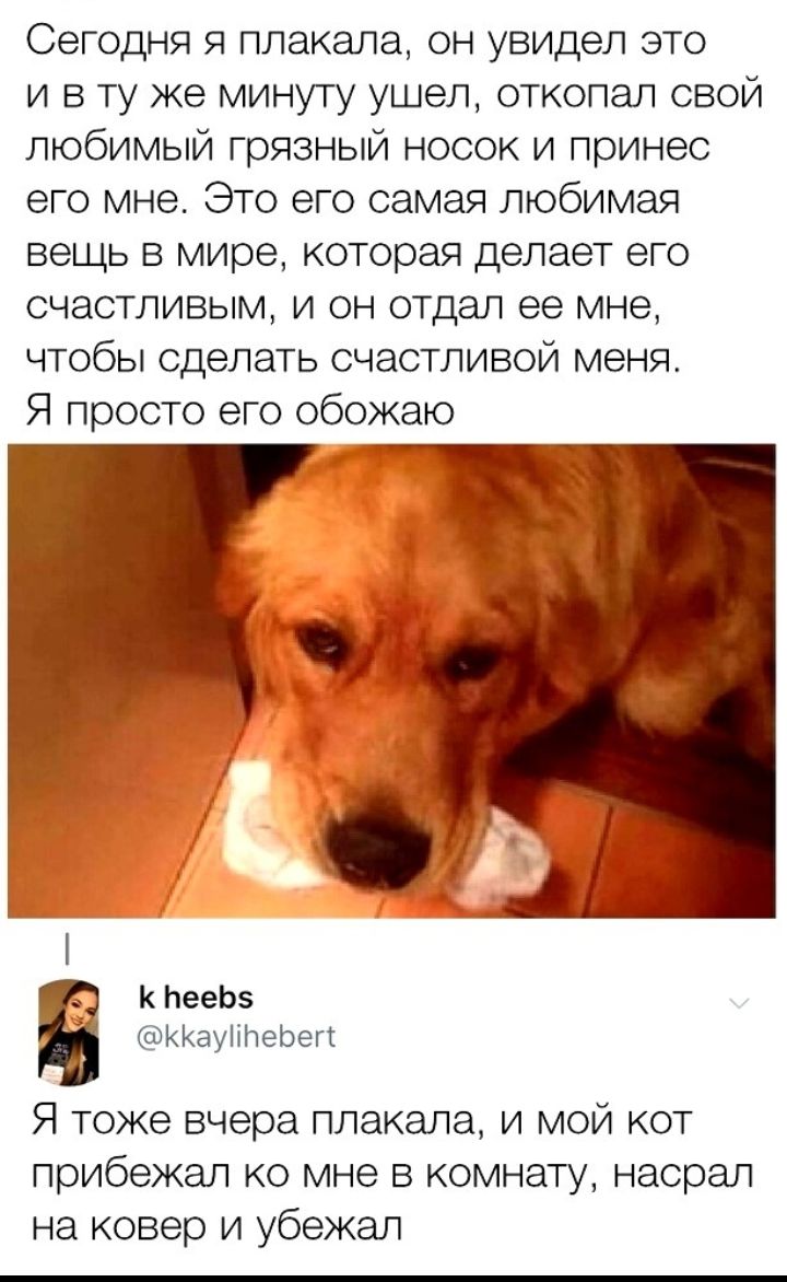 СеГОДНЯ Я плакала ОН увидел ЭТО и в ту же минуту ушел откопал свой любимый грязный носок и принес его мне Это его самая любимая вещь в мире которая делает его СЧЕСТЛИВЫМ И ОН ОТДЭЛ 99 мне чтобы сделать счастливой меня Я просто его обожаю К нееЬ5 ККауМпеЬеп Я тоже вчера плакала и мой кот прибежал ко мне в комнату насрал на ковер и убежал