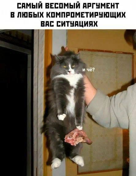 САМЫЙ ВЕСОМЫЙ АРГУМЕНТ  В ЛЮБЫХ КОМПРОМЕТИРУЮЩИХ ВАС СИТУАЦИЯХ
и чё?