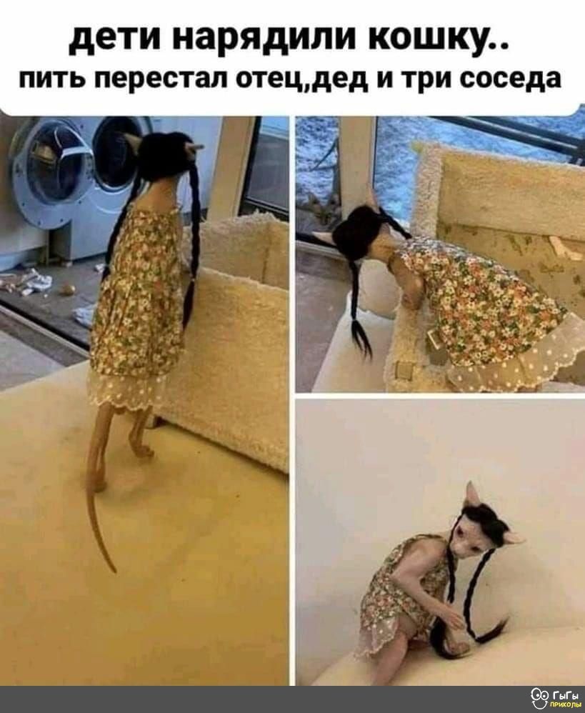 дети нарядили кошку пить перестал отецдед и три соседа