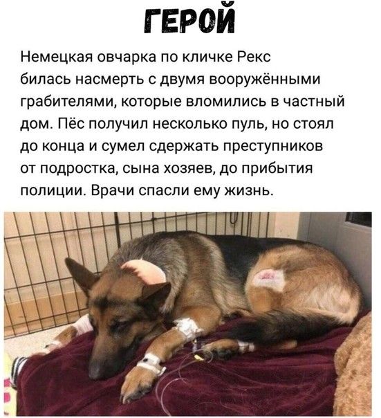 герой Немецкая овчарка по кличке Рекс билась насмерть с двумя вооружёнными грабителями которые вломились в частный дом Пёс получил несколько пуль но стоял до конца и сумел сдержать преступников от подростка сына хозяев до прибытия полиции Врачи спасли ему жизнь