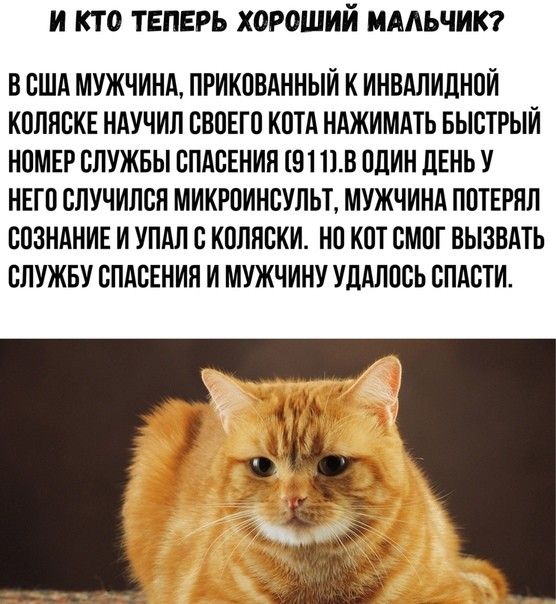 И КТО ТЕПЕРЬ ХОРОШИЙ МАЛЬЧИК В США МУЖЧИНА ПРИКОВАННЫИ К ИНВАЛИДНОИ КОЛПСКЕ НАУЧИЛ СВОЕГО КОТА НАЖИМАТЬ БЫСТРЫЙ НОМЕР СЛУЖБЫ СПАСЕНИЛ 91 НВ ОЛИН ЛЕНЬ У НЕГО СЛУЧИЛСН МИКРОИНСУЛЬТ МУЖЧИНА ПОТЕРНЛ СОЗНАНИЕ И УПАЛ С КОЛЯСКИ НО КОТ СМОГ ВЫЗВАТЬ СЛУЖБУ СПАСЕНИЯ И МУЖЧИНУ УДАЛОСЬ СПАСТИ