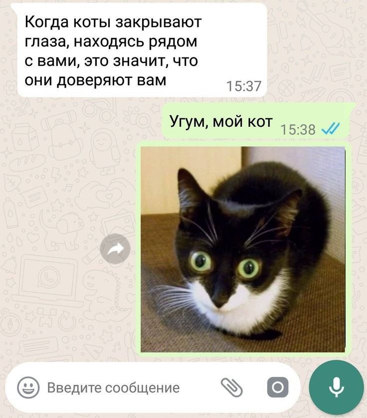 Когда коты закрывают глаза находясь рядом с вами это значит что они доверяют вам 1537 Угум мои кот 1538 Введитесообщение