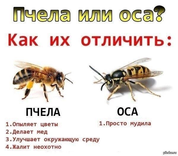 Пчела или оса Как их отличить А ПЧЕЛА ОСА 10пыляет цветы 1 ПРОСТ0 МУдИЛЭ 2делает мед 3Улучшает окружающую среду АЖалит неохотно