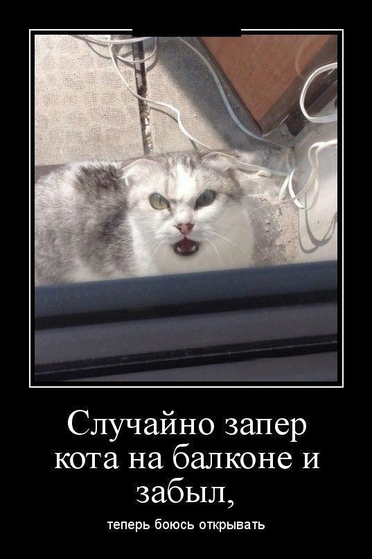 Случайно запер кота на балконе И забыл теперь боюсь открывать