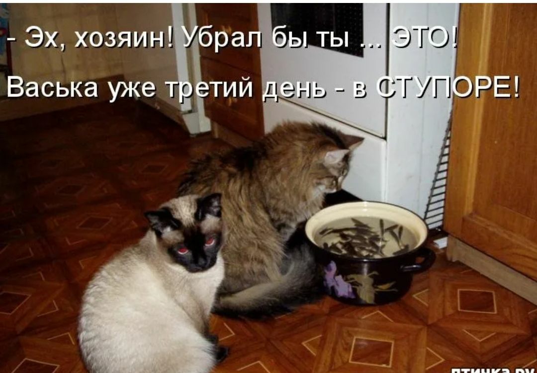 Эх хозяин Васька уже ра ТИЙ