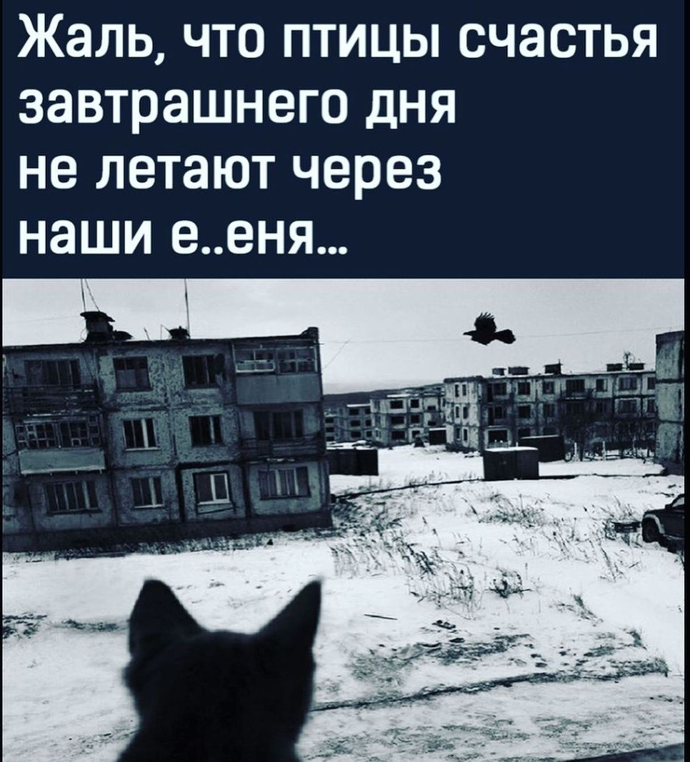 Жаль ЧТО ПТИЦЫ СЧЭСТЬЯ завтрашнего ДНЯ не летают через НЭШИ ЕВНЯ