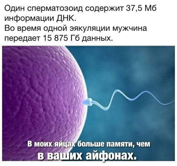 Один сперматозоид содержит 375 Мб информации ДНК Во время одной эякуляции мужчина передает 15 875 Гб данных