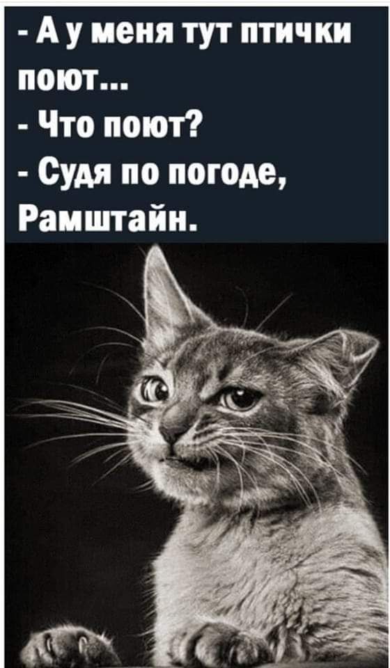 Ау меня тут птички поют Что поют Судя по погоде Раиштайн